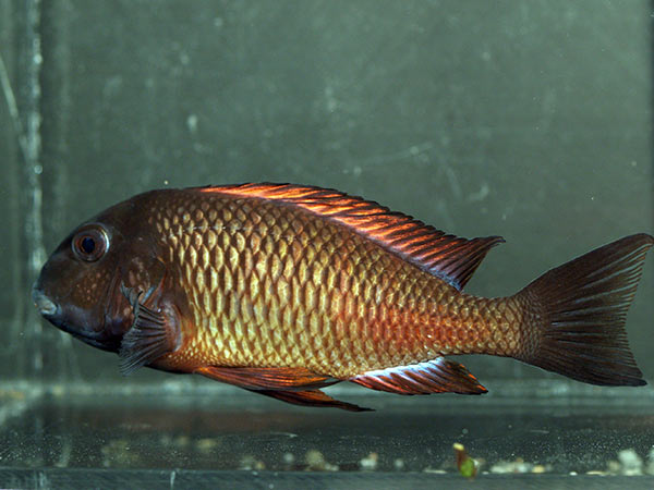 Der rote Sieger ist eine Buntbarschart, die sich gegen die andersfarbigen Kollegen durchsetzt. Für weitere Fotos bitte auf das Bild klicken. 