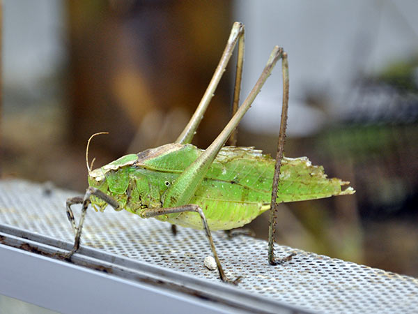 Der Schreier, eine Laubheuschrecke, erzeugt beim Liebeswerben ohrenbetörenden Lärm. 