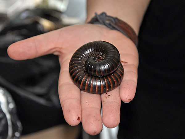 Das Abwehrsekret von Tausendfüßern wird an der Uni Graz chemisch untersucht. 