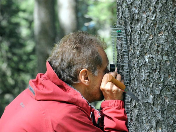 Projektleiter Juri Nascimbene untersucht Flechten auf einem Baum. Helmut Mayerhofer vom Institut für Pflanzenwissenschaften der Uni Graz arbeitet ebenfalls an dem Forschungsvorhaben mit. 