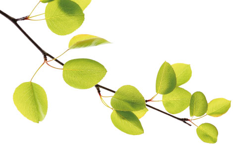 Umweltfreundlich und effizient eröffnet die moderne Biotechnologie enorme Möglichkeiten. Foto: acib 