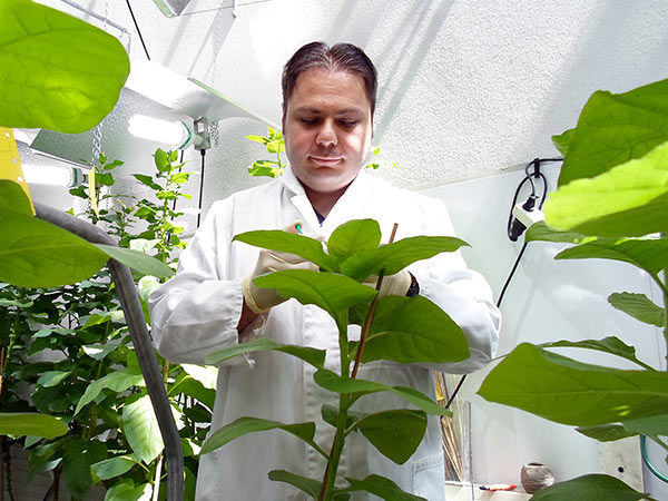 Dominik Großkinsky erforscht die Abwehrkraft von Pflanzen gegen ein gefürchtetes Bakterium. 