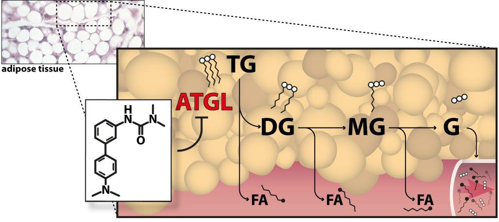 Das Molekül Atglistatin hemmt das Enzym ATGL beim Abbau von Fett – von Triglyzeriden zu Diglyzeriden zu Monoglyzeriden und Glyzerin. Dabei entstehen auch freie Fettsäuren (FA – Fatty Acids). Foto: IMB/Uni Graz 