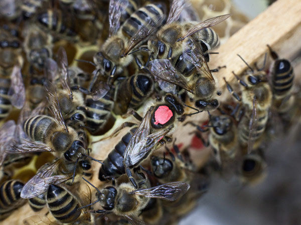 Etwa 12,5 % der österreichischen Bienenvölker verendeten im vergangenen Winter. Foto: Nikola Milatovic 