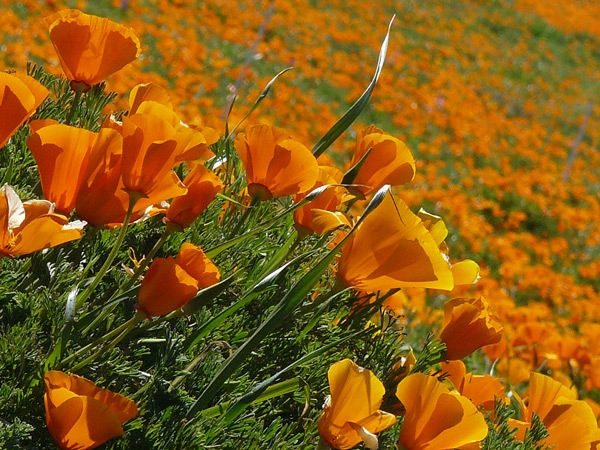 Der Kalifornische Goldmohn liefert ein wichtiges Enzym für die Herstellung von beruhigenden und schmerzstillenden Produkten. Foto: Wikimedia Commons 