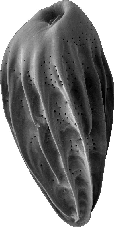 Eine Foraminifere unter dem Elektronenmikroskop: Einzeller dieser Mikrofossil-Gruppe hat Patrick Grunert untersucht. 