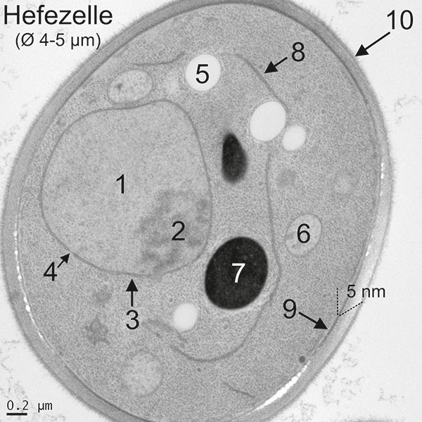 Elektronenmikroskopie einer Hefezelle: 1 Zellkern (Nucleus); 2 Kernkörperchen (Nukleolus); 3 Kernmembran; 4 Kernpore; 5 Lipidtropfen (Speicherfett); 6 Mitochondrium; 7 Vacuole; 8 Endoplasmatisches Retikulum; 9 Plasmamembran; 10 Zellwand. Eine Hefezelle h 