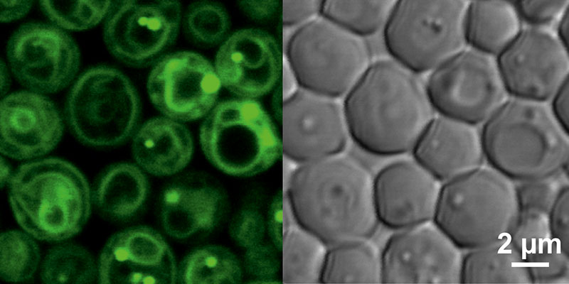 Fluoreszenzmikroskopie einer lebenden Hefezelle: Mittels spezieller Farbstoffe, die in die Zelle eindringen, können gezielt verschiedene Kompartimente der Zelle visualisiert werden – hier Lipidtropfen und ER-Membran 
