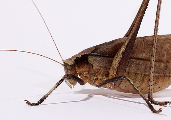 Ein männliches Exemplar der Laubheuschrecke Mecopoda elongata: Um Weibchen zu gefallen, werben die Insekten meist im Chor. Foto: Wolfgang Gessler 
