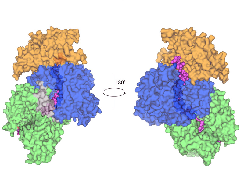 Das Enzym Relaxase mit seiner "Fracht", einem DNA-Stück (in Pink): Das Wissen um die Struktur soll helfen, Antibiotika-Resistenzen einzudämmen. Grafik: Ilangovan et al., Cell, CC BY (https://creativecommons.org/licenses/by/4.0/) 