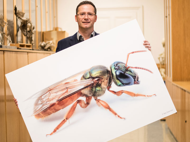 Der Grazer Zoologe Manfred Hartbauer hat einen Algorithmus zur Bildoptimierung entwickelt. Als Vorbild dienten ihm dabei nachtaktive Bienen. Foto: Uni Graz/Tzivanopoulos 