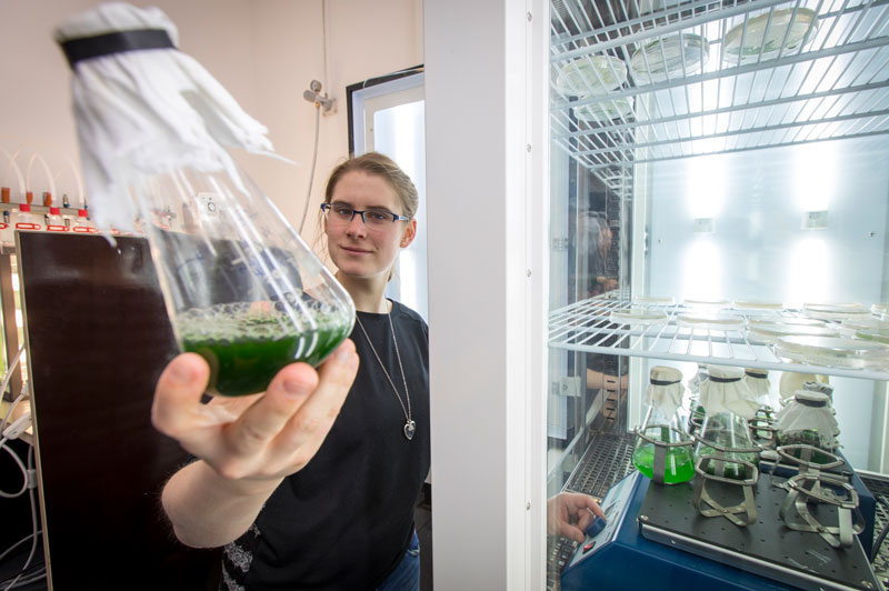 Im Algenlabor des Instituts für Molekulare Biotechnologie der TU Graz wachsen und gedeihen Mikroalgen. Foto: TU Graz/Jimmy Lunghammer ©HELMUT LUNGHAMMER