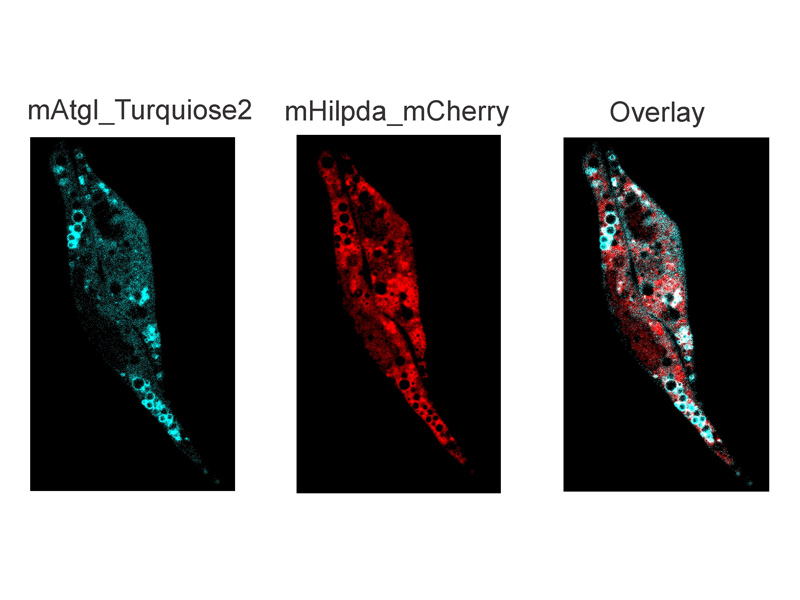 Die Proteine ATGL (türkis) und HILPDA (rot), markiert in einer Zelle: ForscherInnen der Uni Graz haben ihre Wechselwirkung entschlüsselt. Grafik: JLR 