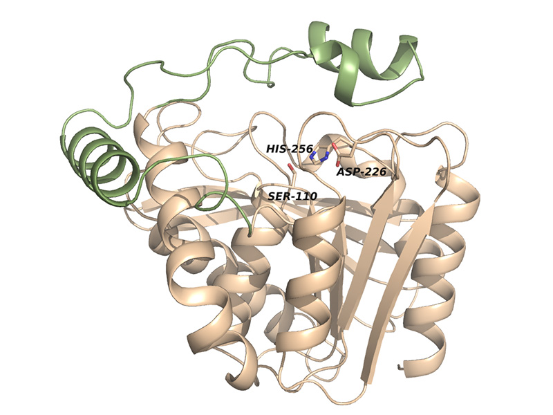 Die Monoglyceride Lipase ist ein Enzym, das den Tuberkulose-Erreger stark schwächen kann. BiowissenschafterInnen der Universität Graz haben die Struktur erforscht. Grafik: Uni Graz/Aschauer 
