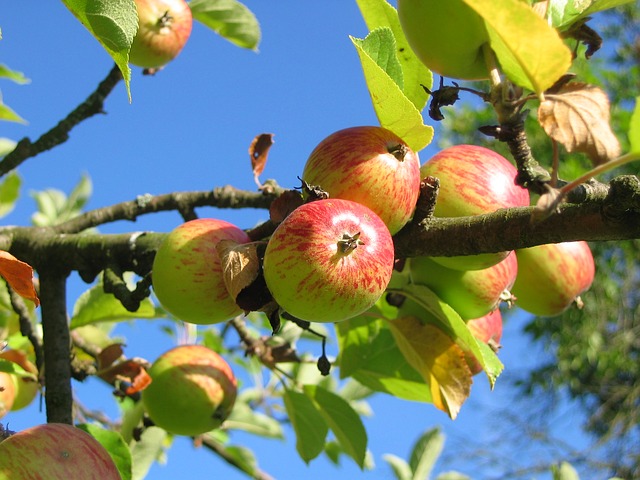 ForscherInnen der Universität Graz haben errechnet, was der Klimawandel durch das steigende Frostrisiko für den Apfelanbau in der Südoststeiermark finanziell bedeutet. Foto: pixabay 