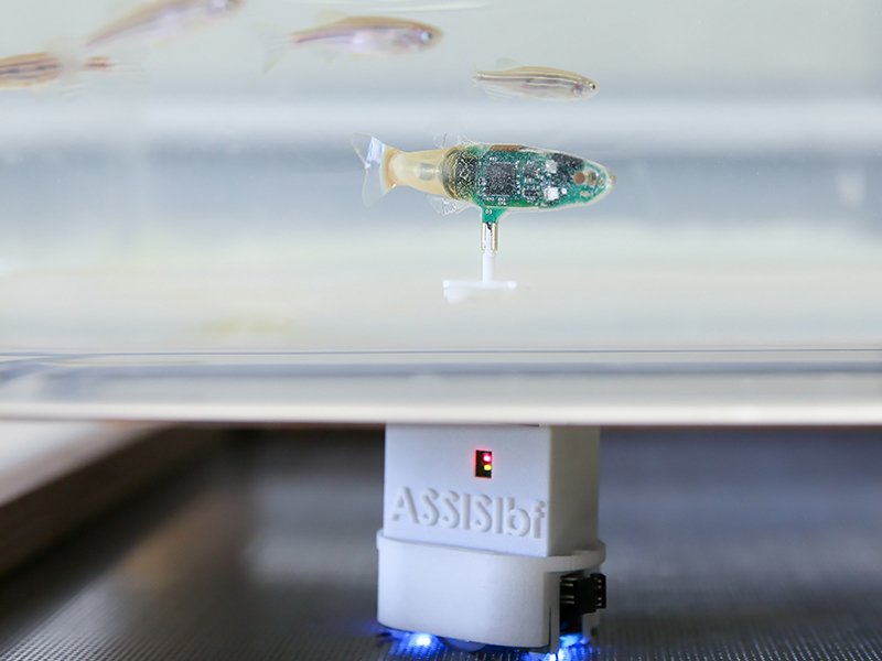 Das ForscherInnenteam hat Roboter so programmiert, dass sie sich von Bienen und Fischen abschauen, wie sie zusammen das Beste für die Gemeinschaft erreichen. 