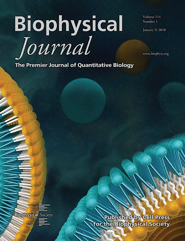 Die Forschungsergebnisse sind in der aktuellen Ausgabe des Biophysical Journal erschienen. 