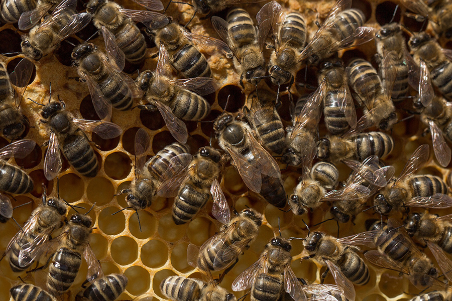 Bienen sind imstande, sich selbst vor Krankheiten zu schützen. Foto: pixabay.com 