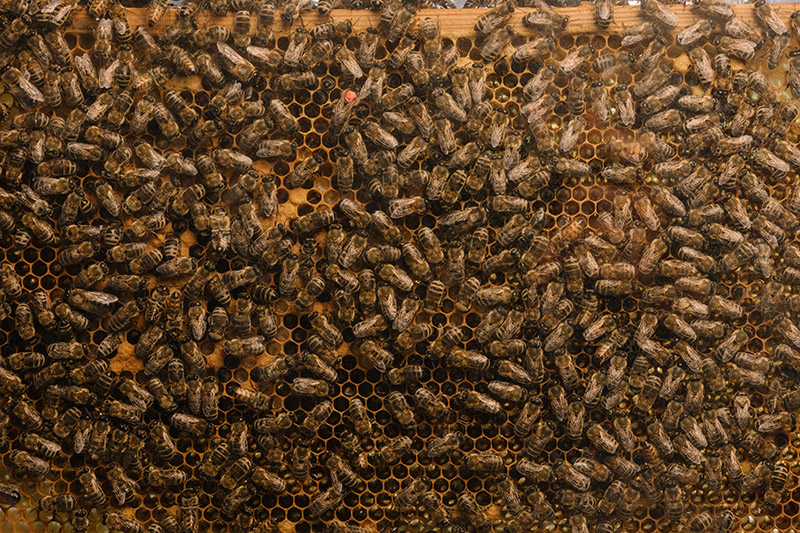 Die Bienenvölker in Österreich haben den letzten Winter im Schnitt recht gut überlebt. Foto: Uni Graz/Kernasenko 