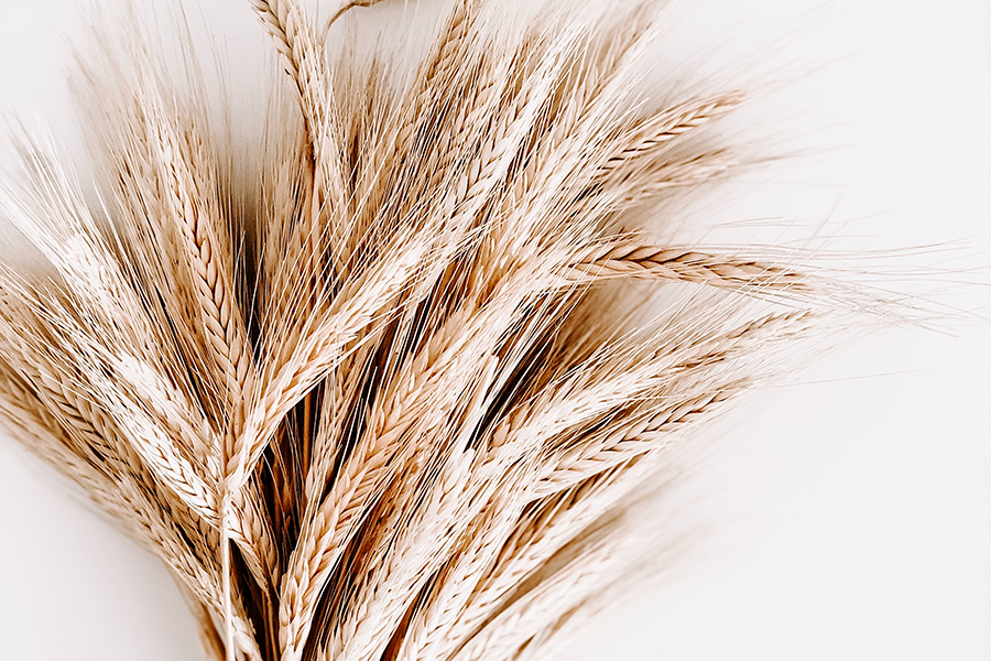 Weizenkeime enthalten viel Spermidin, ein natürlicher Stoff, der als „Allround“-Talent nachweislich viele positive Effekte auf den Körper und dessen Langlebigkeit hat. Foto: pexels.com/Julia Kuzenkov 