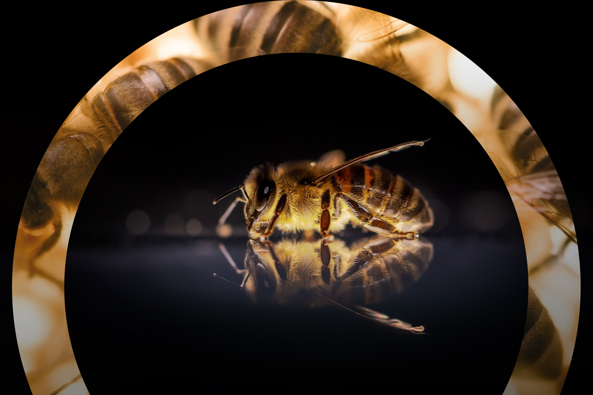 Bienen im Fokus der Forschung Foto: David Hablützel - Pixabay 