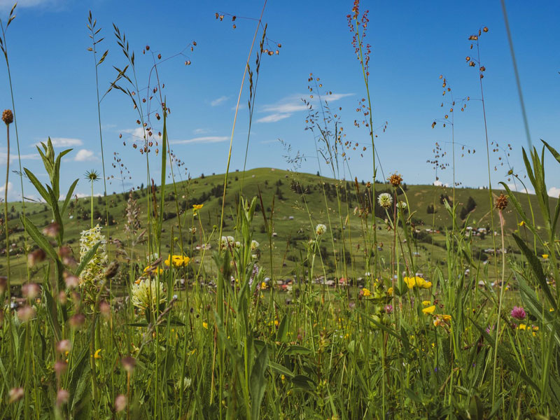 Bunte Pracht in den Karpaten: ForscherInnen der Uni Graz wollen diese Artenvielfalt auch auf heimischen Wiesen wiederherstellen. Foto: Uni Graz/Magnes 