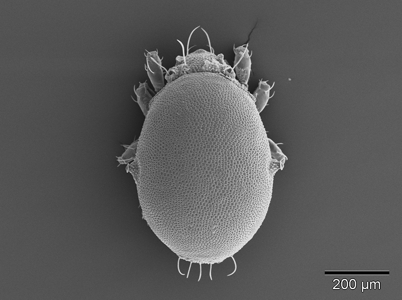 Die Hornmilbe "Hermanniella" in einer Aufnahme mittels Rasterelektronen-Mikroskop - sie putzt ihren Lebensraum mit hocheffektiven Sekreten. Foto: Edith Stabentheiner. 