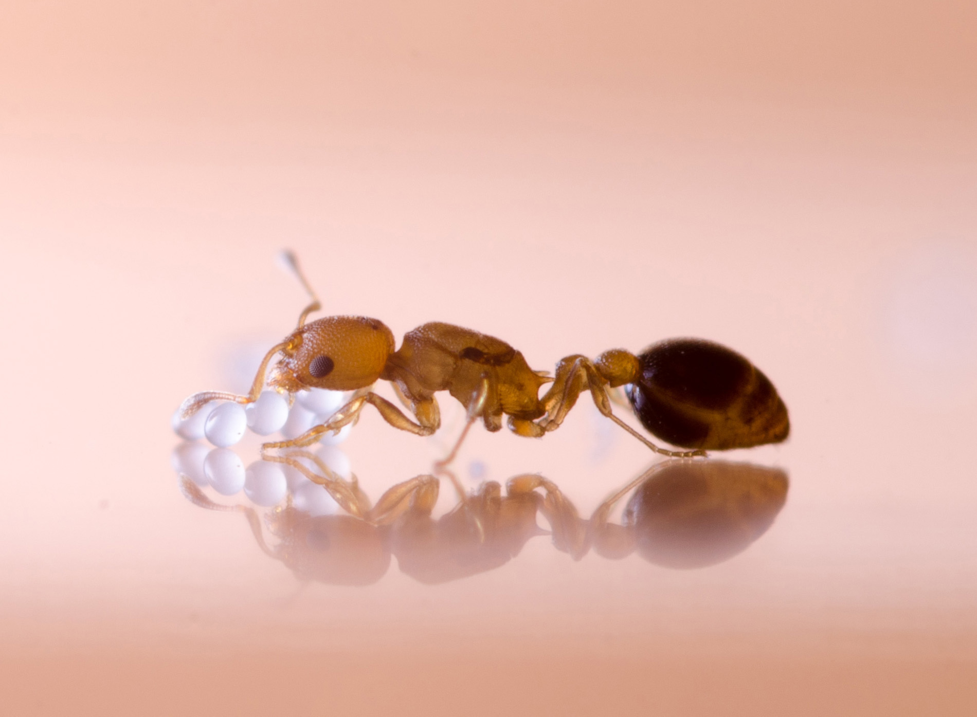 Ameisen-Königin bei der Pflege ihrer Eier. Foto: Matti Leponiemi 