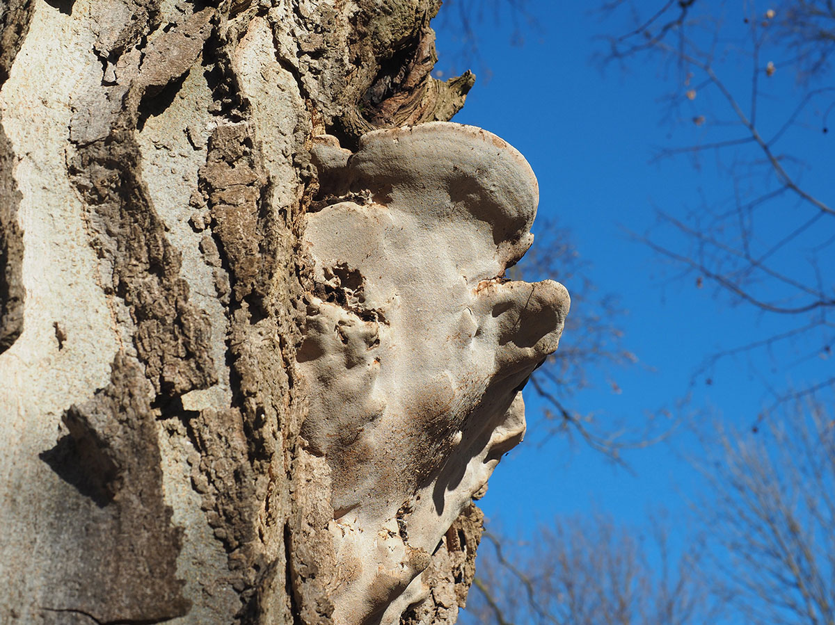 Der Eschenbaumschwamm hat sich am amerikanischen Zürgelbaum im Botanischen Garten breit gemacht. Nun muss der Baum gefällt werden. Foto: Uni Graz/Grube 
