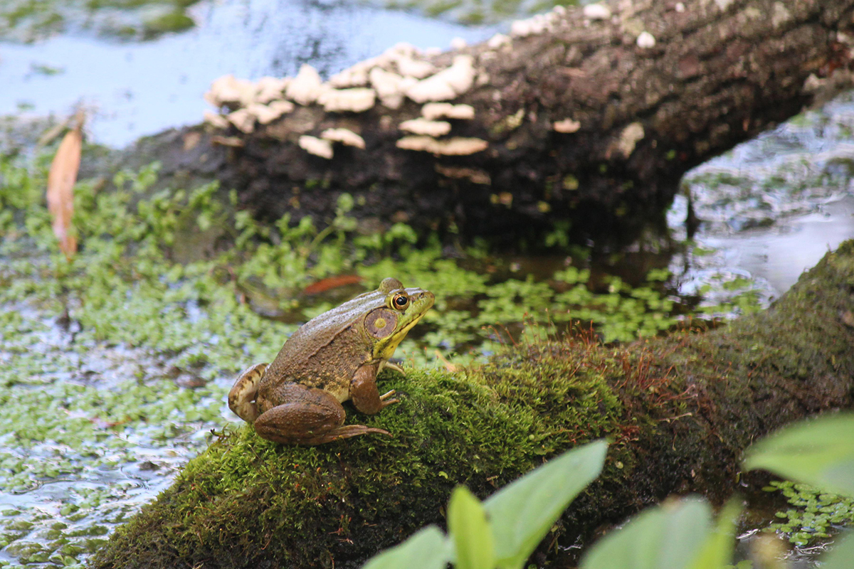 Frosch sitzt auf Ast im Teich. Foto: Pixabay 