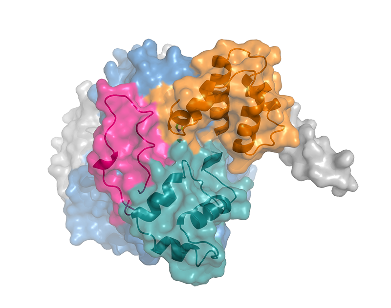 3D Struktur der Carboxylesterase 2c in Oberflächendarstellung. Regulatorische Bereiche sind zusätzlich als Cartoons in unterschiedlichen Farben dargestellt. Diese ermöglichen den Zugang zum Reaktionszentrum (grüne Stäbchendarstellung). Bild: Helgit Eisner.  