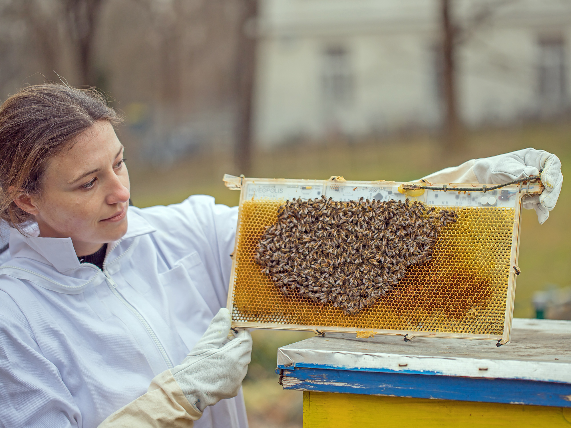 Bienenforscherin der Universität Graz zeigt Roboter-Wabe mit Bienen darauf. 