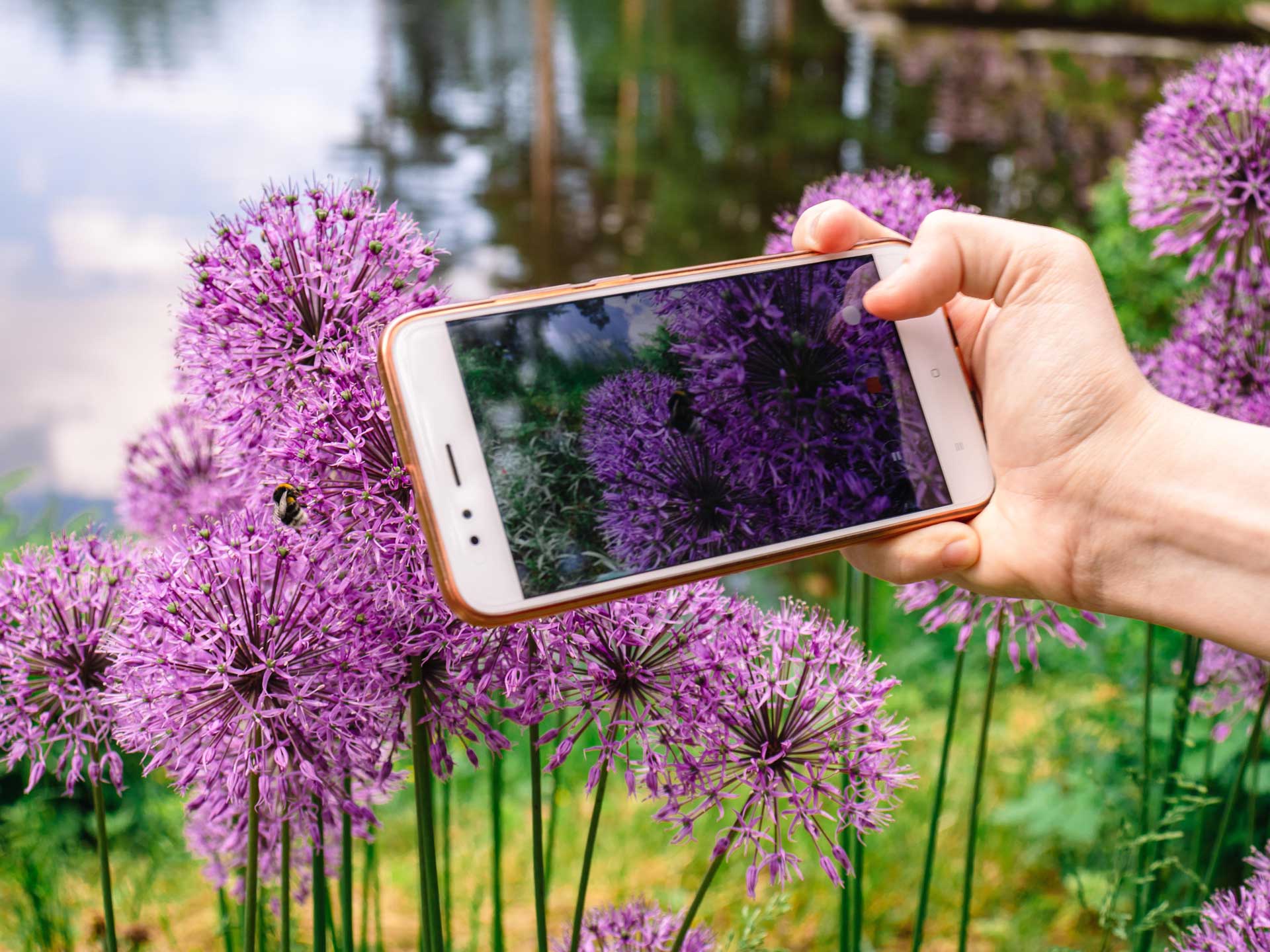 Mit Smartphone und der App iNaturalist kann jede und jeder die Natur erforschen. Foto: pixabay 