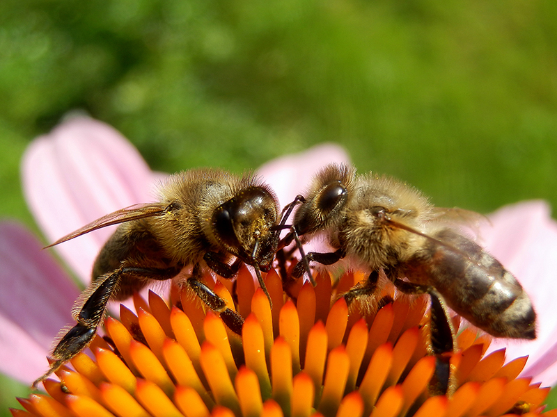 Die Gesundheit der Bienen steht im Ö1 Hörsaal am 11. Juni im Mittelpunkt. Foto: M. Großmann / pixelio.de 
