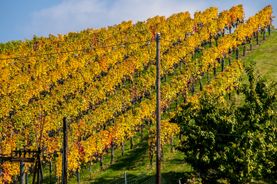 Studierende entwickeln Ideen zur weiteren touristischen Erschließung des südsteirischen Weinlands. Foto: Jakob Ehrhardt/pixelio.de 
