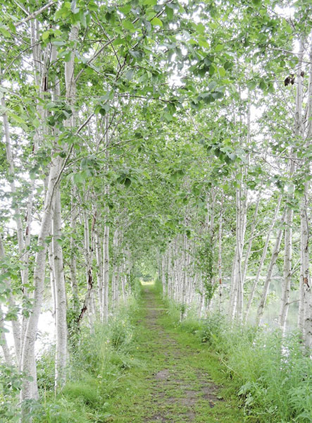 Flora-Kunstblicke des Leobner Fotografen Dr. Werner Steiner. Alle Fotos: Steiner. 