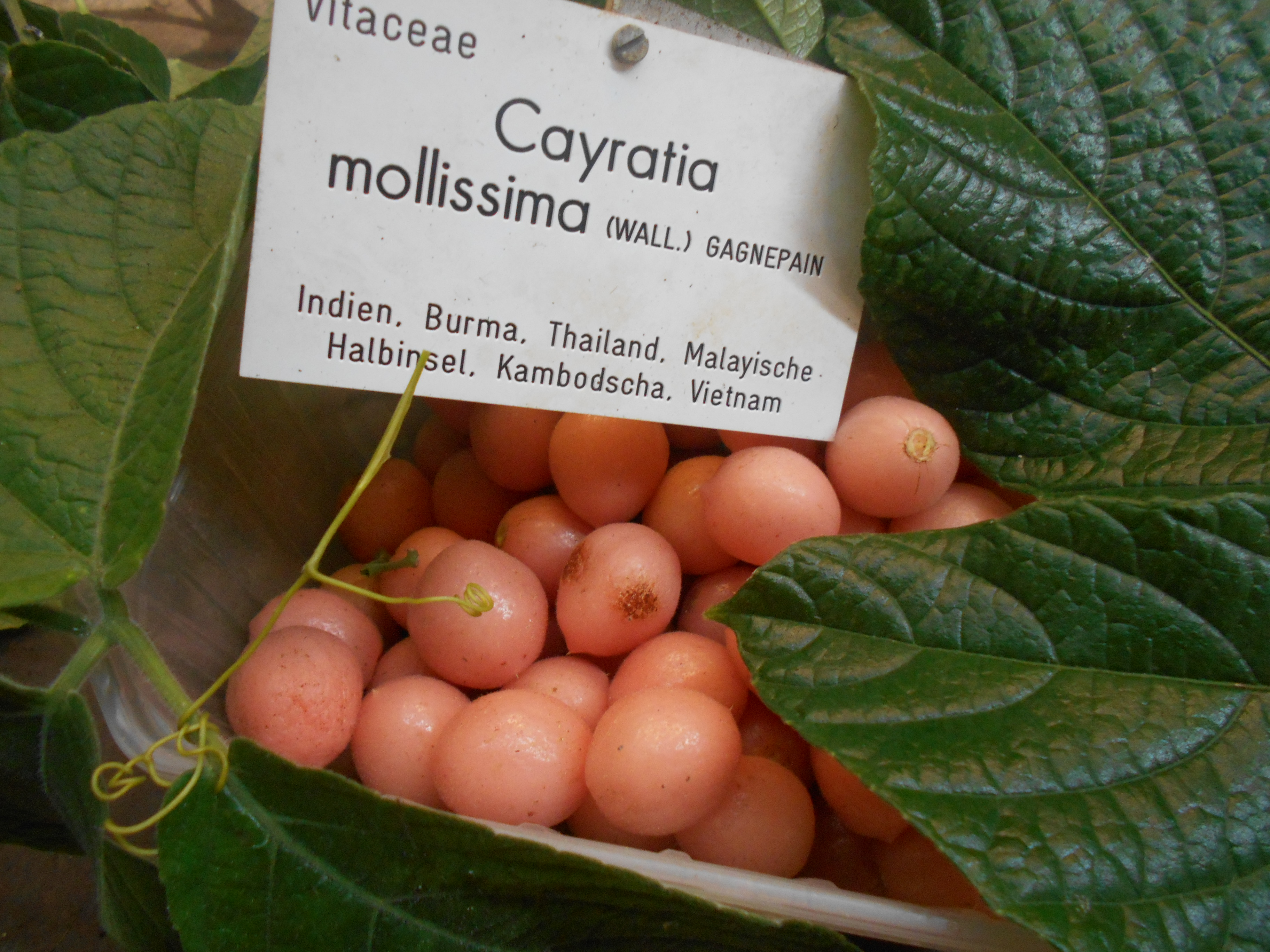 Cayratia mollissima 