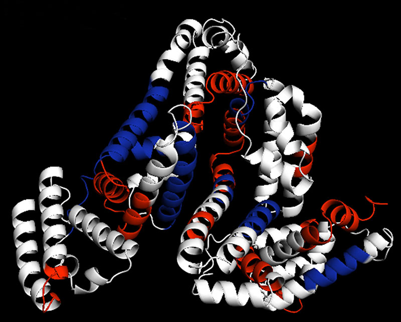 Struktur von Rinderserumalbumin mit durch Mikrowellenverdau generierten Peptidfragmenten (rot, blau). Foto: Journal of Proteomics 