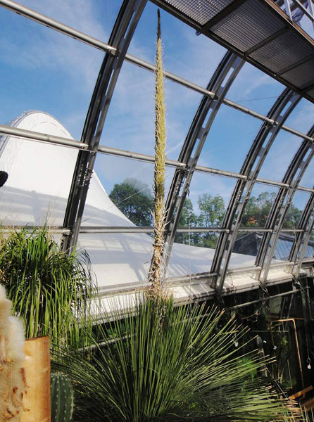 Dasylirion acrotrichum im Sukkulentenhaus des Botanischen Gartens: Ein seltenes Blühereignis. 