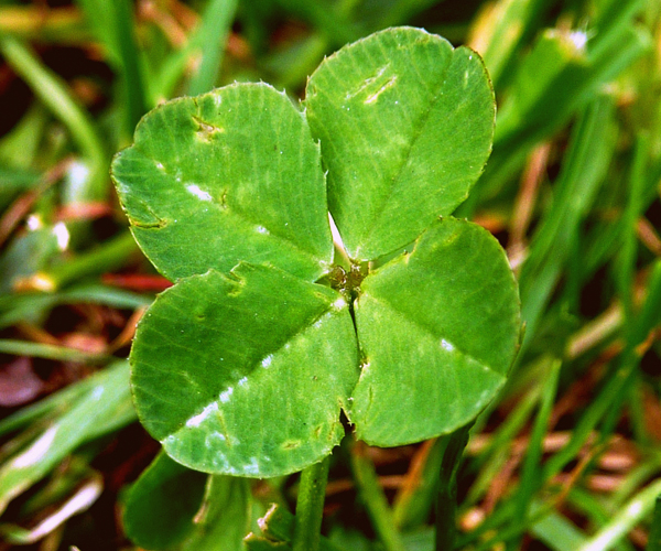 Um das Wissen rund um Nachhaltigkeit an den Universitäten weiterzutragen, haben die vier Grazer Universitäten die BLATTform Sustainability4u gegründet. Die Ringvorlesung geht am Mittwoch in die zweite Runde. Foto: Angelika Koch-Schmid/pixelio.de 