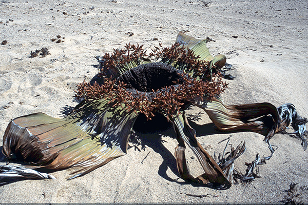 Die sonderbare Wüstenpflanze welwitschia mirabilis steht im Mittelpunkt einer Ausstellung an der Uni Graz. 