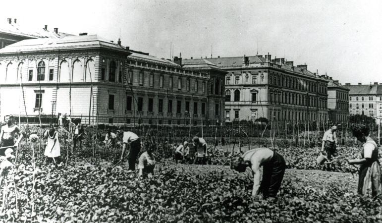 Während des Ersten Weltkriegs waren in Graz Lebensmittel knapp. Uni-Bedienstete bauten deshalb dort, wo heute das Resowi-Zentrum steht, Erdäpfel an. Foto: Universitätsarchiv. 