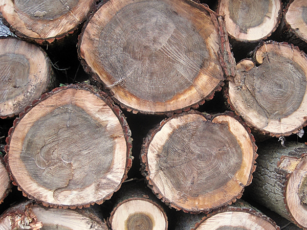 Wie die wertvolle Ressource Holz in der Papier- und Zellstoffindustrie noch bessert verwertet werden kann, untersucht derzeit das Forschungsprojekt FLIPPR. Foto: Dorothea Jacob/pixelio.de 