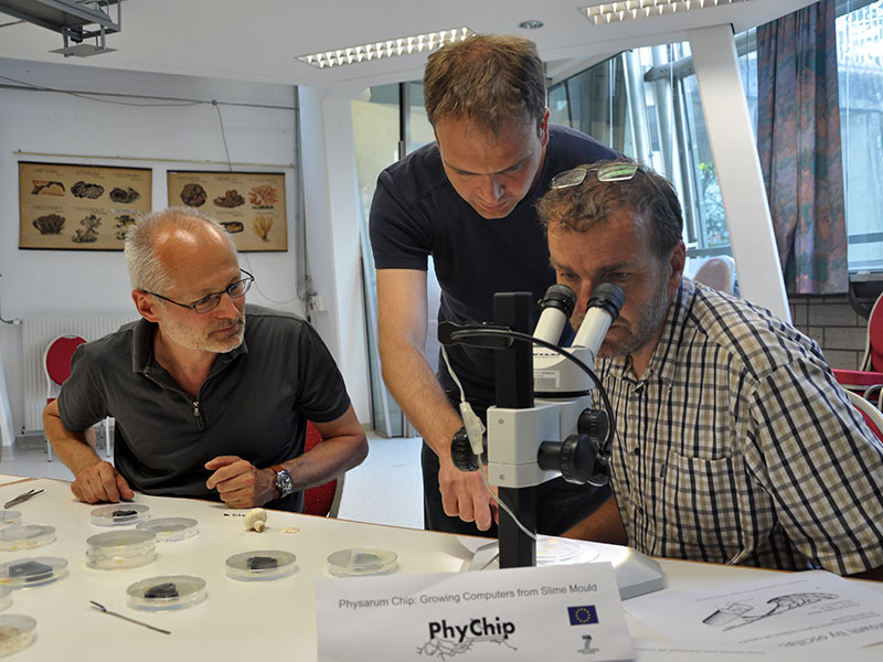 ... mikroskopischen Beobachtungen beim Schleimpilz-Rodeo ... 