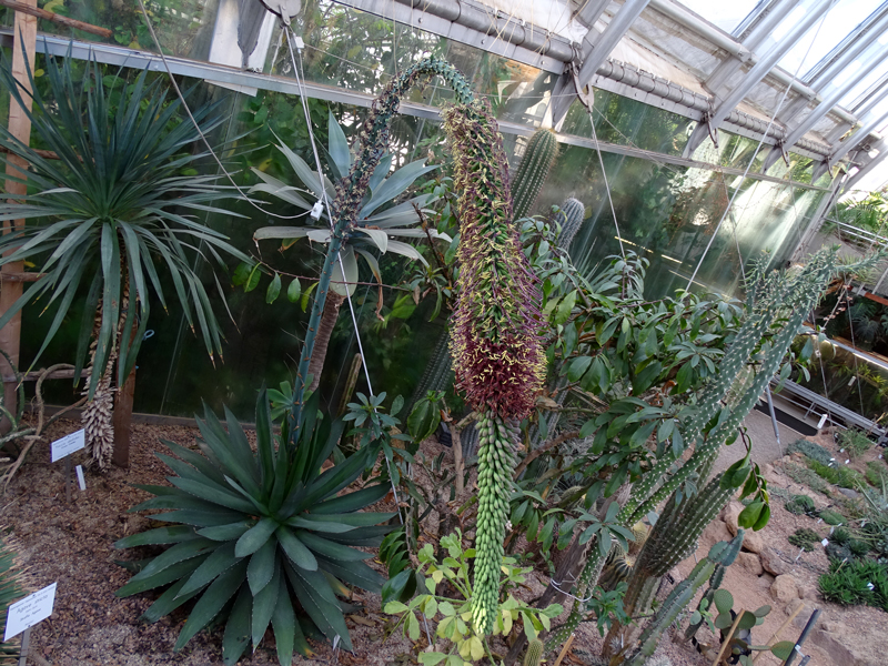 Prachtvoll präsentiert sich die Agave ghiesbreghtii aus Mexiko zuzeit im Botanischen Garten der Uni Graz. Fotos: Uni Graz/Botanischer Garten 