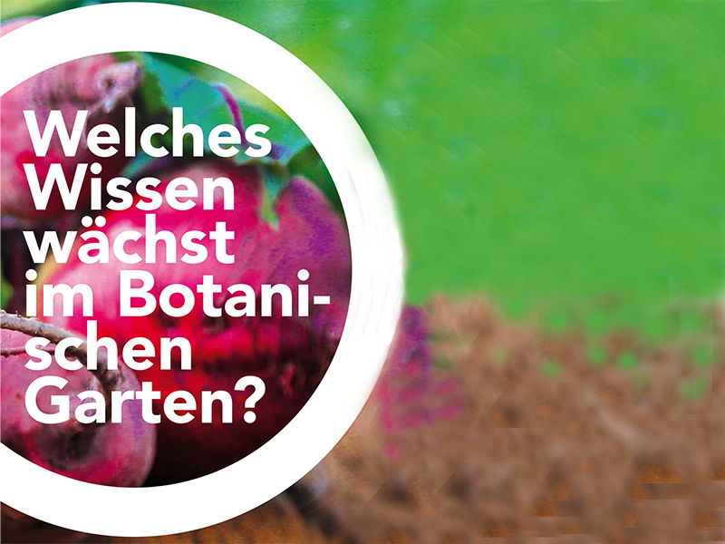 Forschung mit Pflanzen - und das anschaulich beim Botanik Brunch am Sonntag vermittelt. 