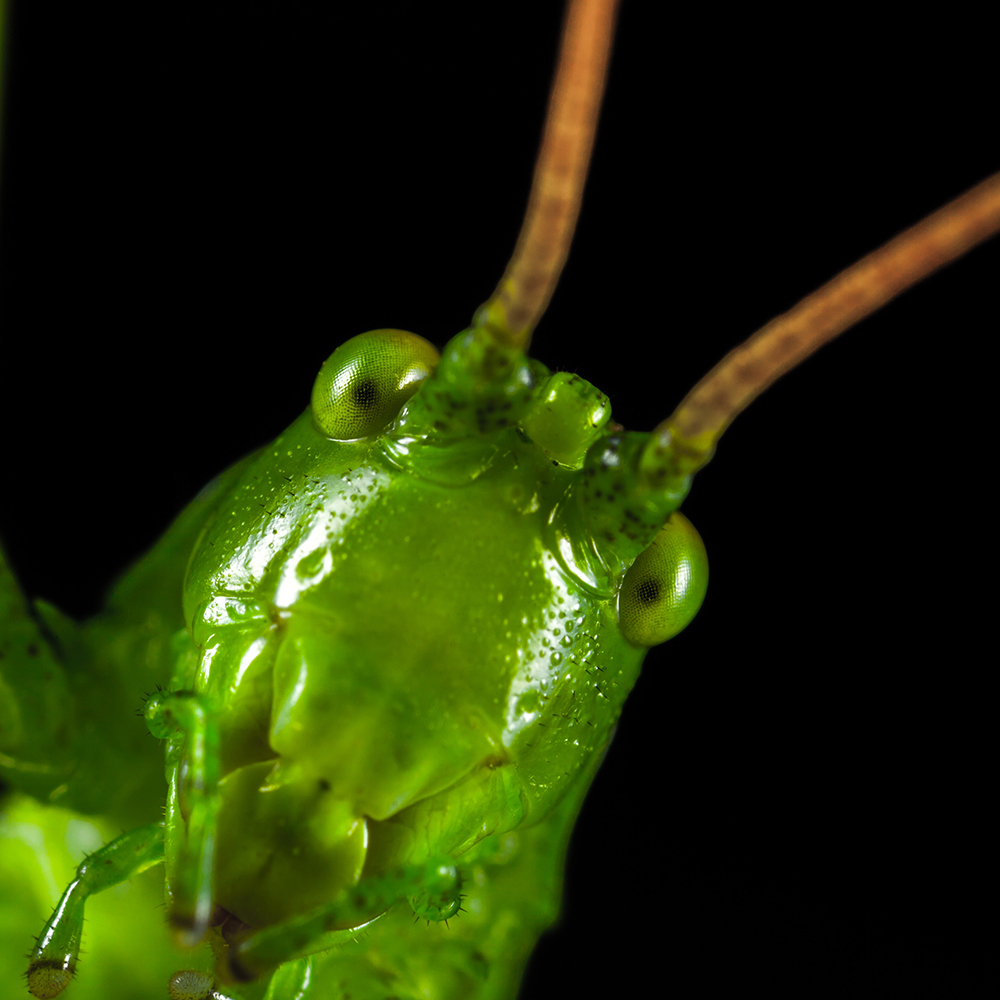 Heuschrecken vermeiden Zusammenstöße, selbst wenn sie in großen Schwärmen unterwegs sind. Diese Eigenschaft haben sie ihren besonderen Augen zu verdanken. Sie sind Vorbilder für einen reibungslosen Flugverkehr von Drohnen. Foto: pexels.com. 