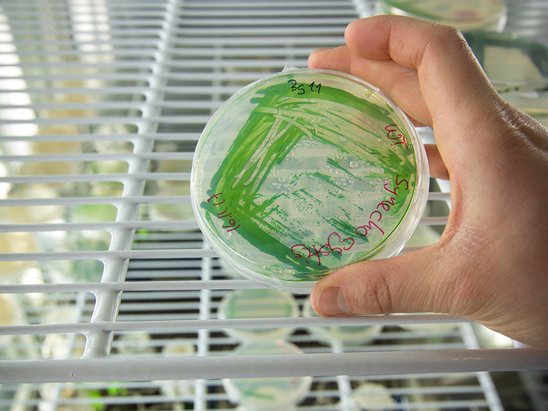 Blaugrünbakterien sind umweltfreundliche und gut verfügbare Biokatalysatoren zur Herstellung von Chemikalien. In Zukunft könnten sie bei großtechnologischen Anwendungen einen zusätzlichen "Energiekick" liefern. Foto: Lunghammer. 