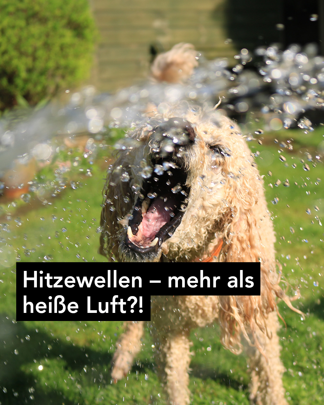 Ein Hund kühlt sich in einer Hitzewelle mit Wasser aus einem Gartenschlauch ab. 