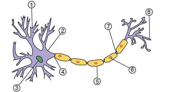 Illustration eines Neurons